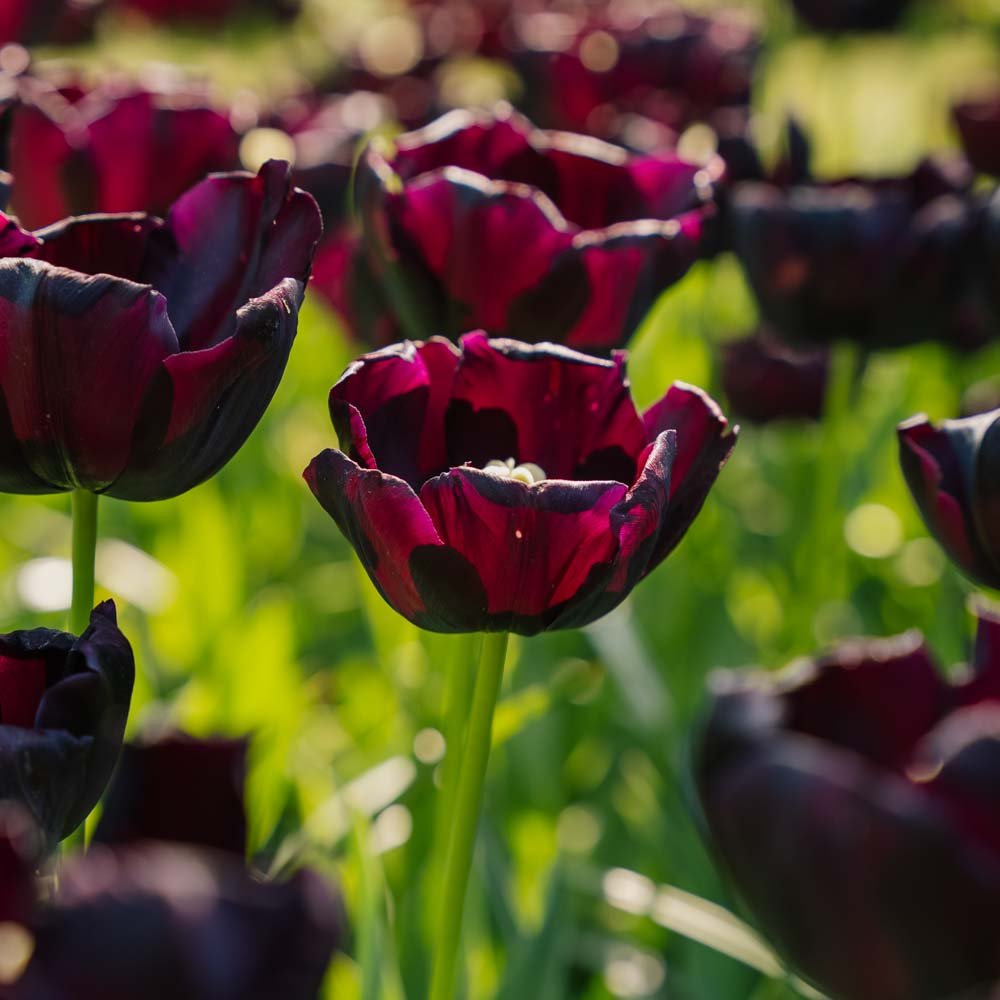 Tulipe 'Paul Scherer'