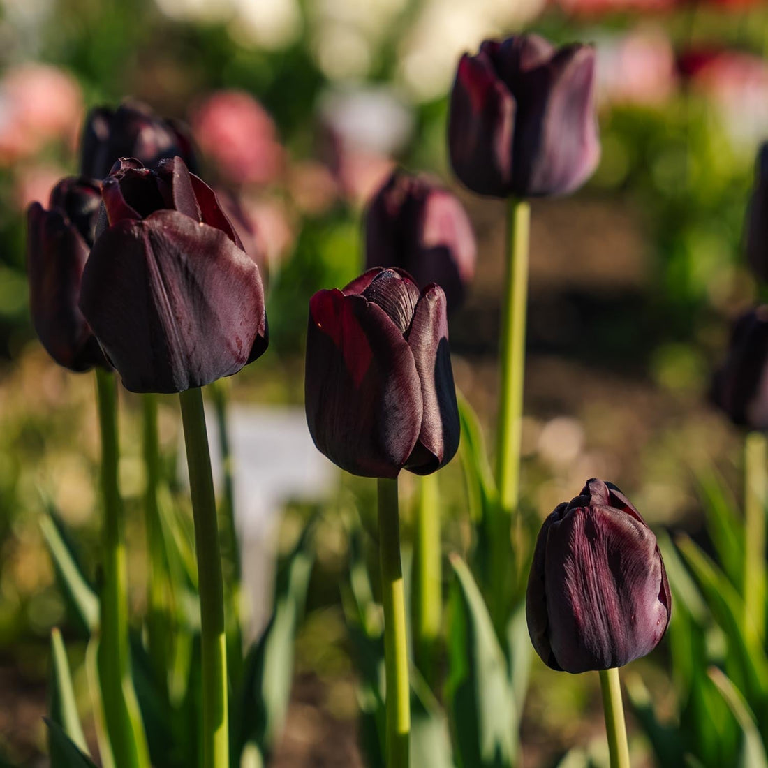 Tulipe 'Paul Scherer'