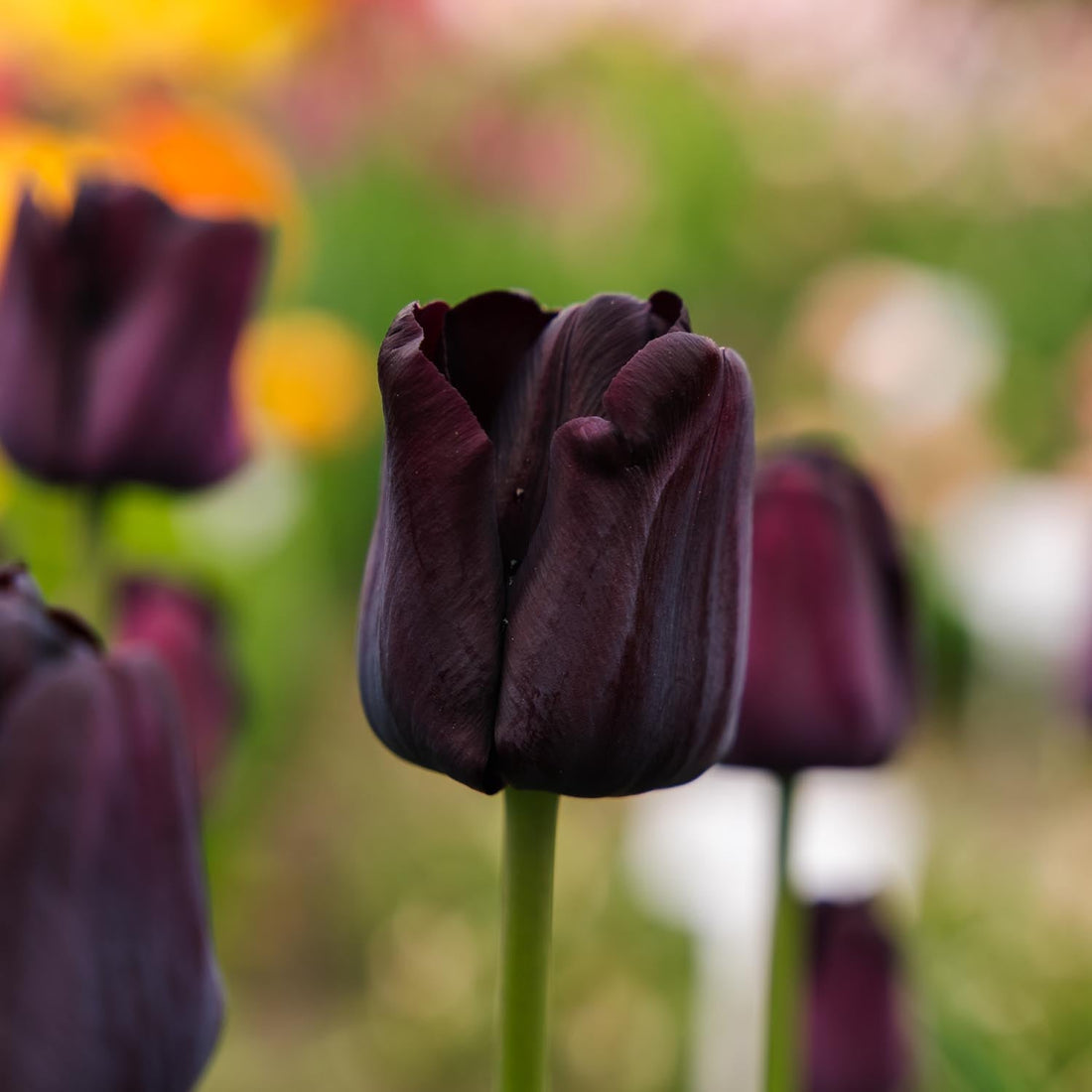 Tulipe 'Paul Scherer'
