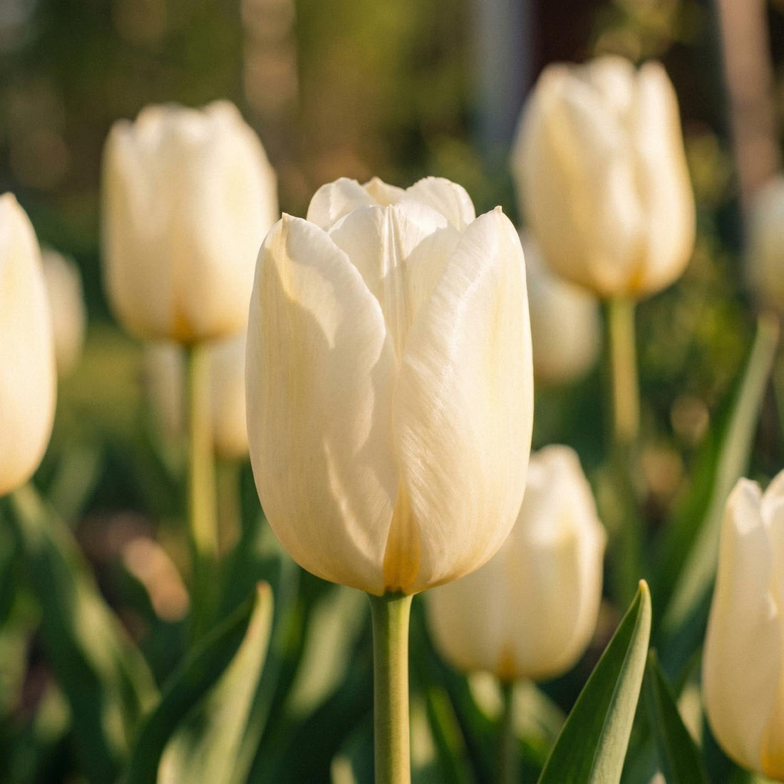 Tulipe 'Pays Bas'