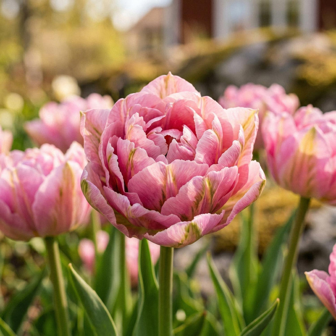 Tulipe 'Peach Blossom'