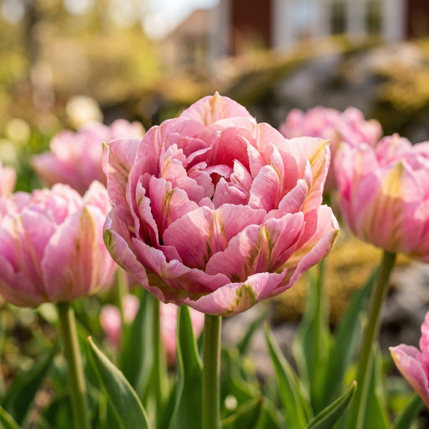 Tulipe 'Peach Blossom'