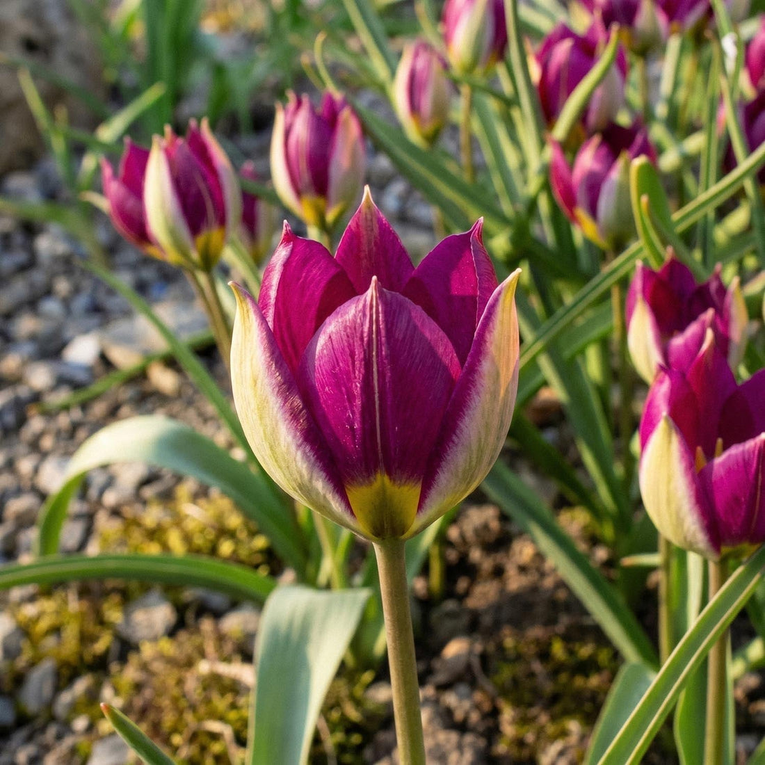 Tulipe 'Persian Pearl'
