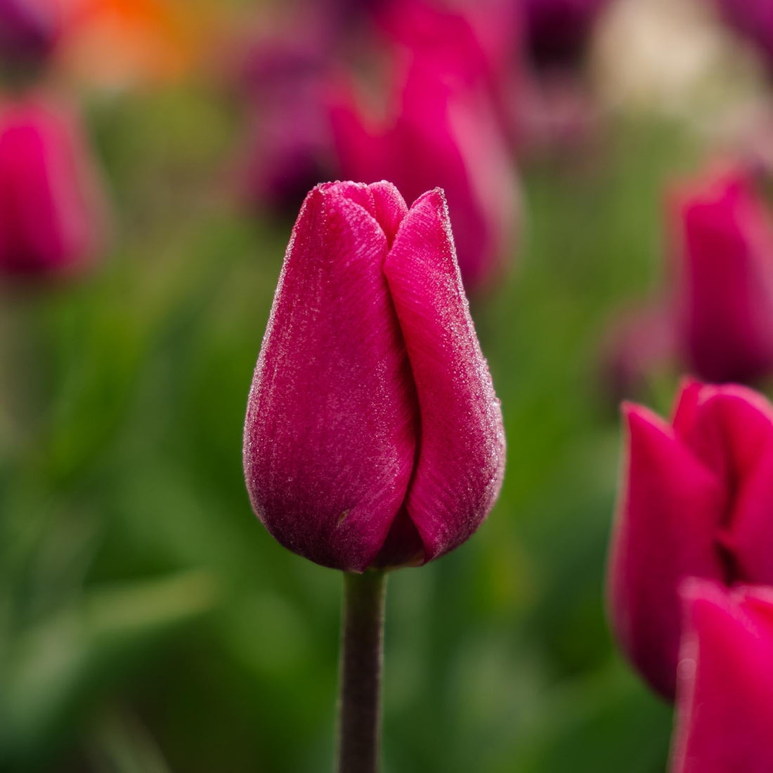 Tulipe 'Pink Ardour'