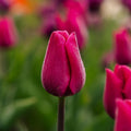 Tulipe 'Pink Ardour'