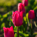 Tulipe 'Pink Ardour'