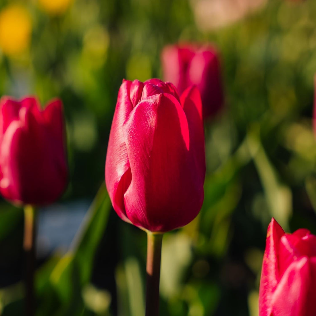Tulipe 'Pink Ardour'