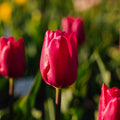 Tulipe 'Pink Ardour'