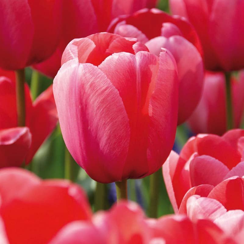 Tulipe 'Pink Impression'