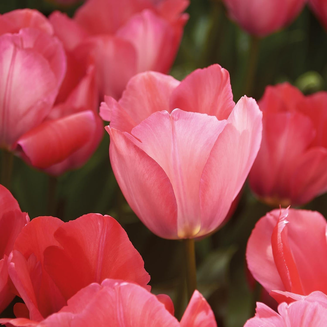 Tulipe 'Pink Sound'
