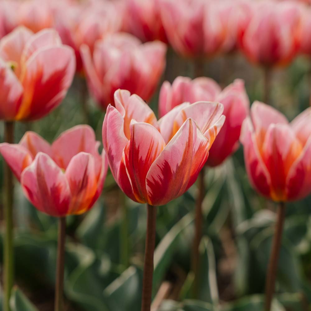 Tulipe 'Pretty Princess'