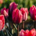 Tulipe 'Pretty Princess'