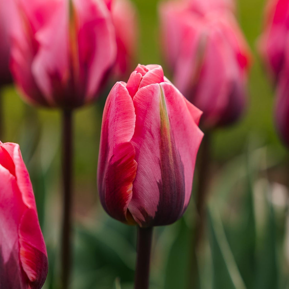 Tulipe 'Pretty Princess'