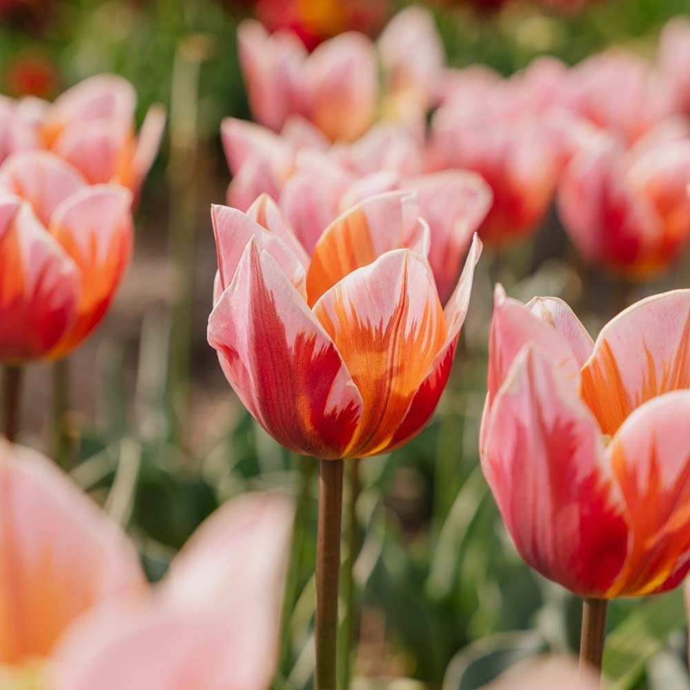 Tulipe 'Pretty Princess'