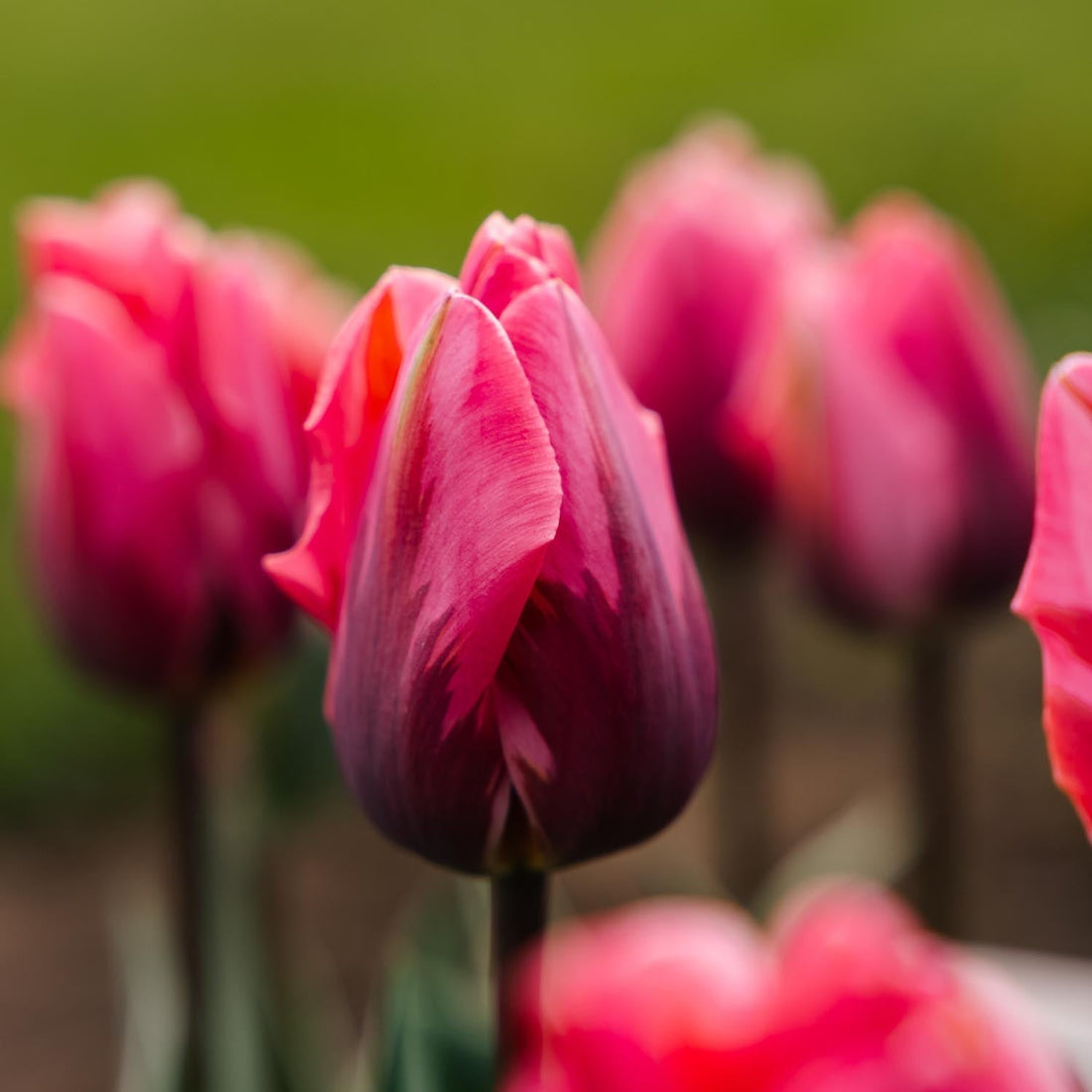 Tulipe 'Pretty Princess'