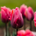 Tulipe 'Pretty Princess'