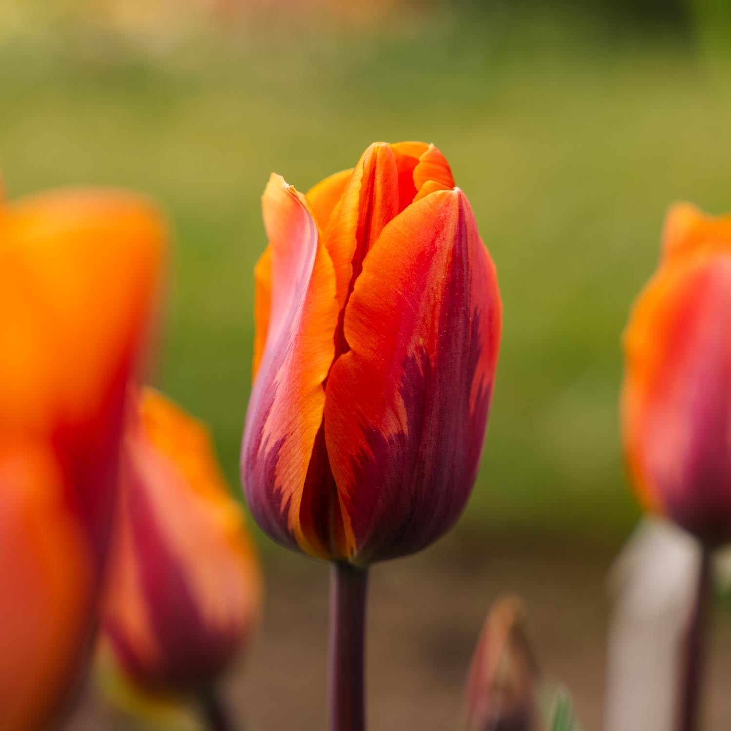 Tulipe 'Princess Irene'
