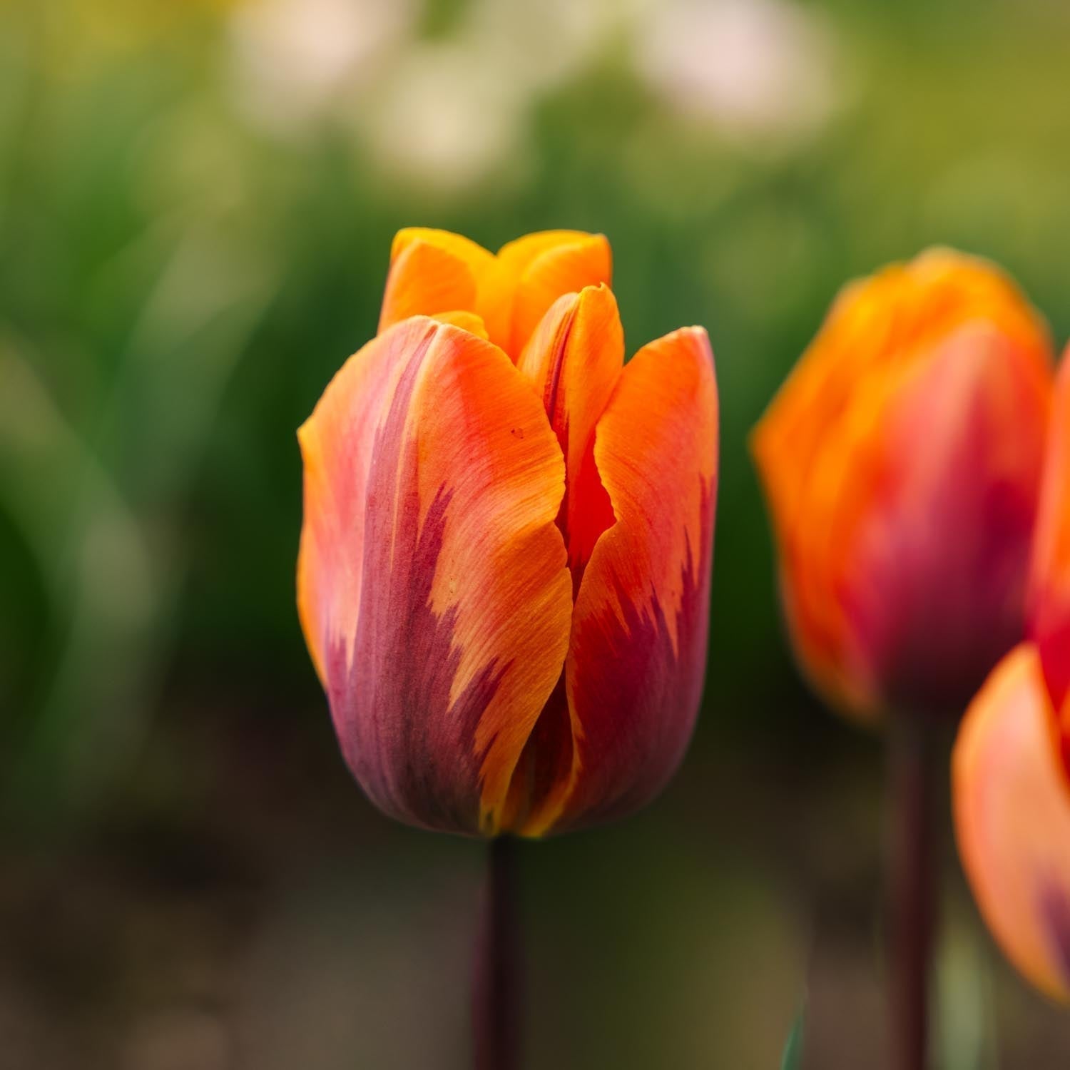 Tulipe 'Princess Irene'