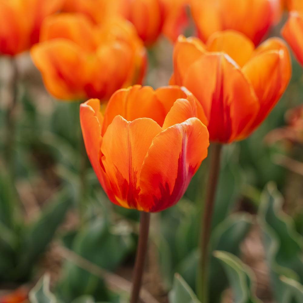 Tulipe 'Princess Irene'