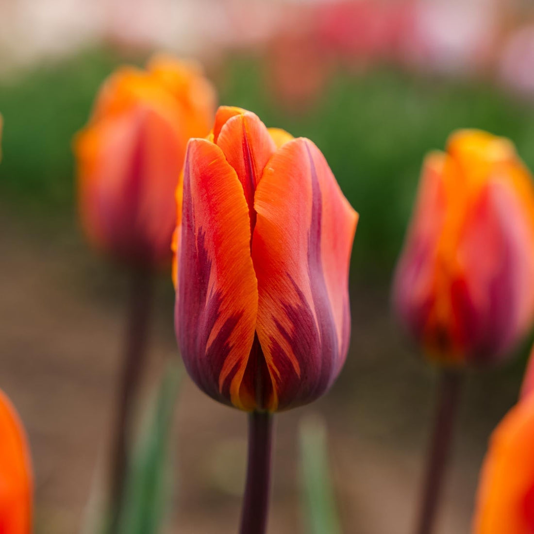 Tulipe 'Princess Irene'