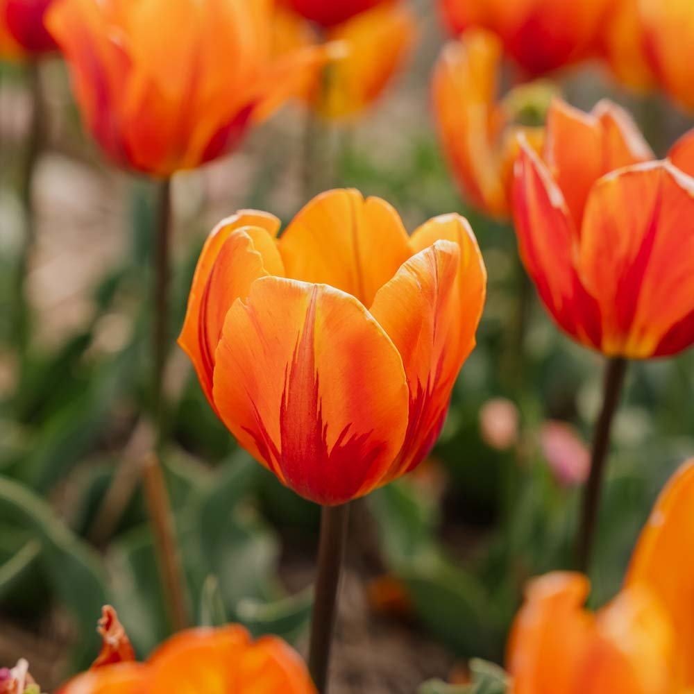 Tulipe 'Princess Irene'