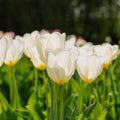 Tulipe 'Purissima'