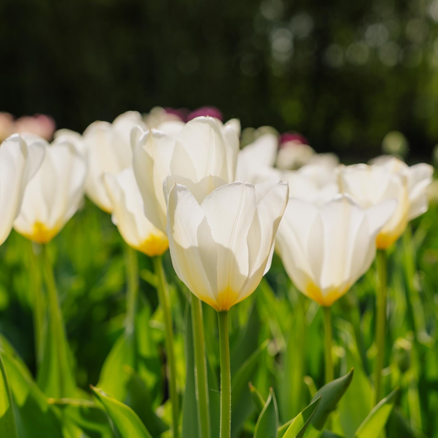 Tulipe 'Purissima'