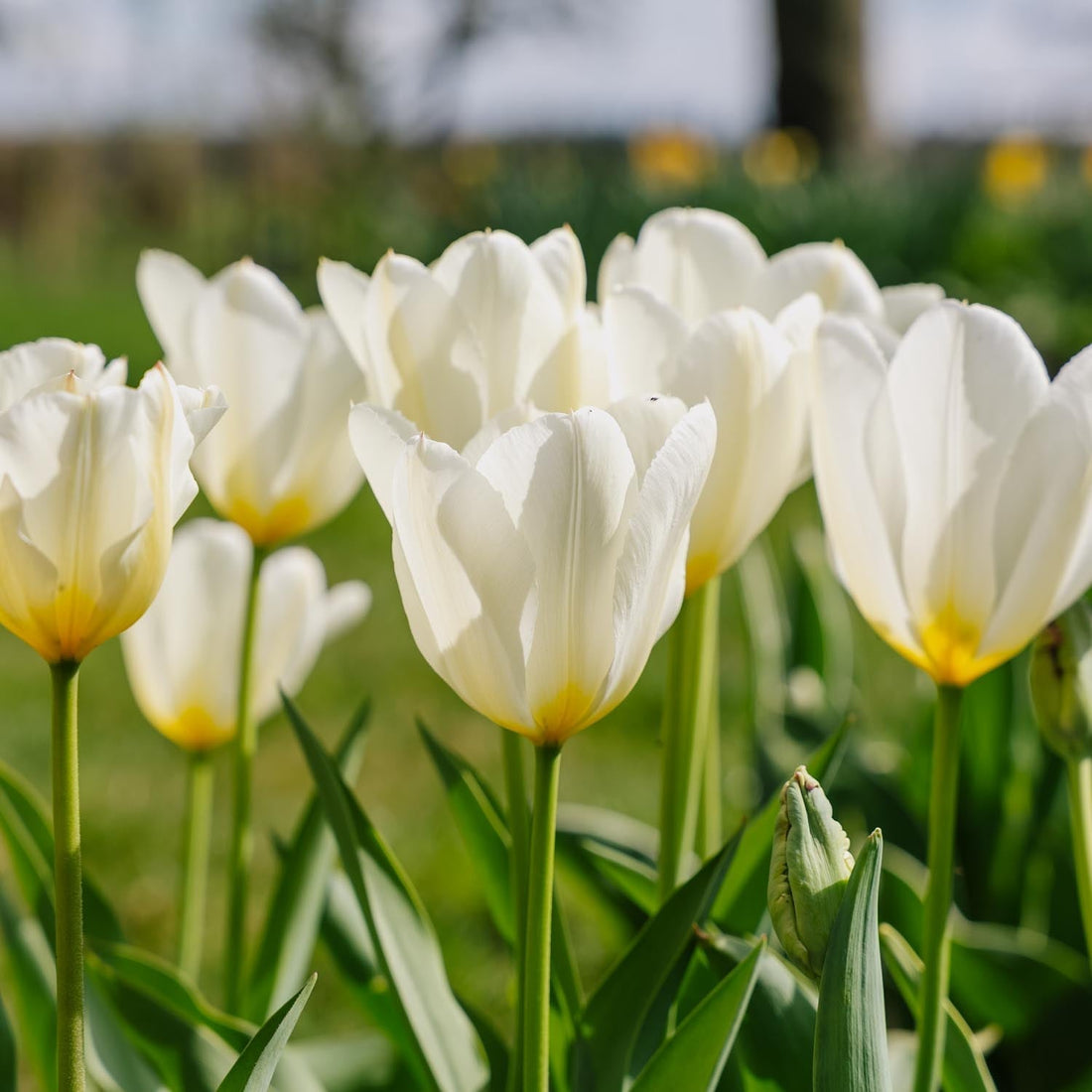 Tulipe 'Purissima'
