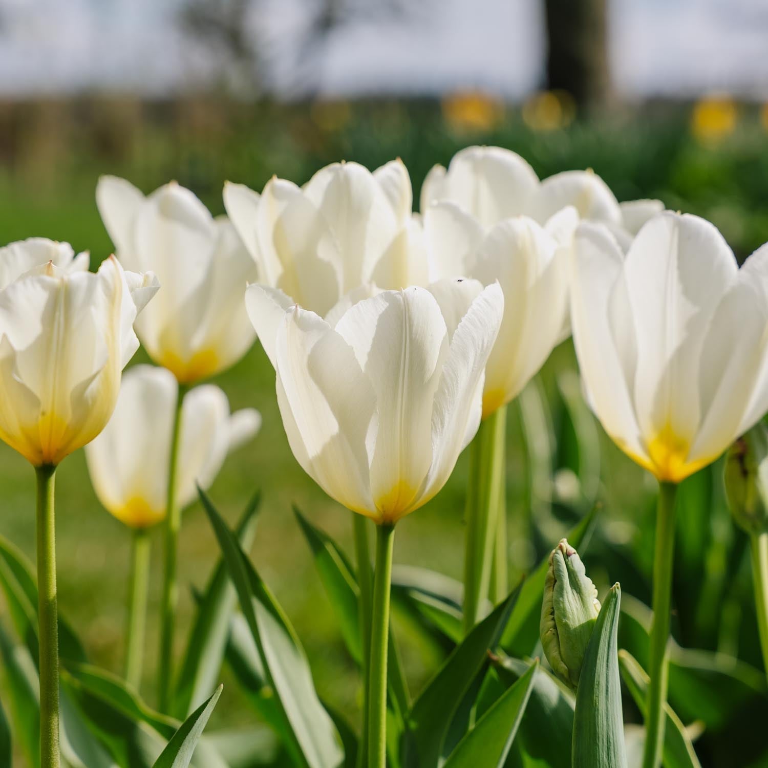 Tulipe 'Purissima'
