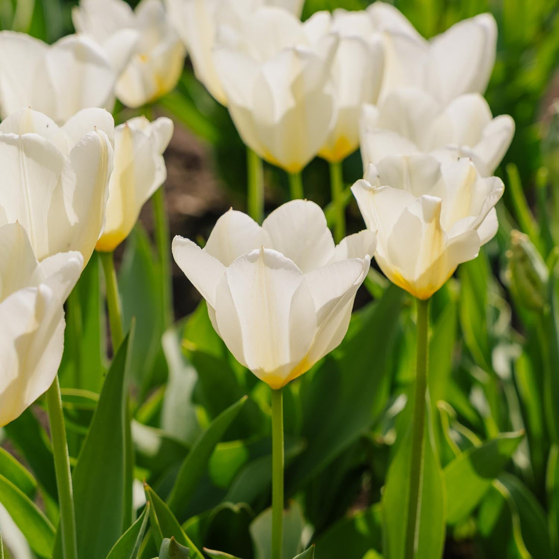 Tulipe 'Purissima'