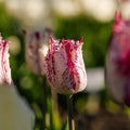 Tulipe 'Purple Circus'
