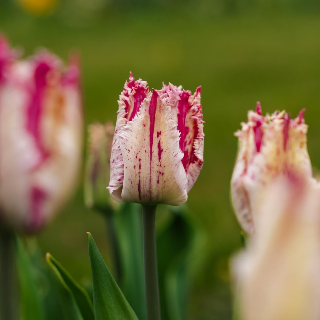 Tulipe 'Purple Circus'