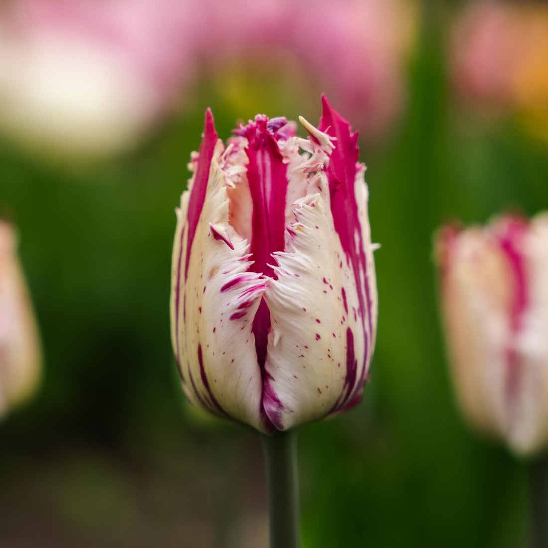 Tulipe 'Purple Circus'