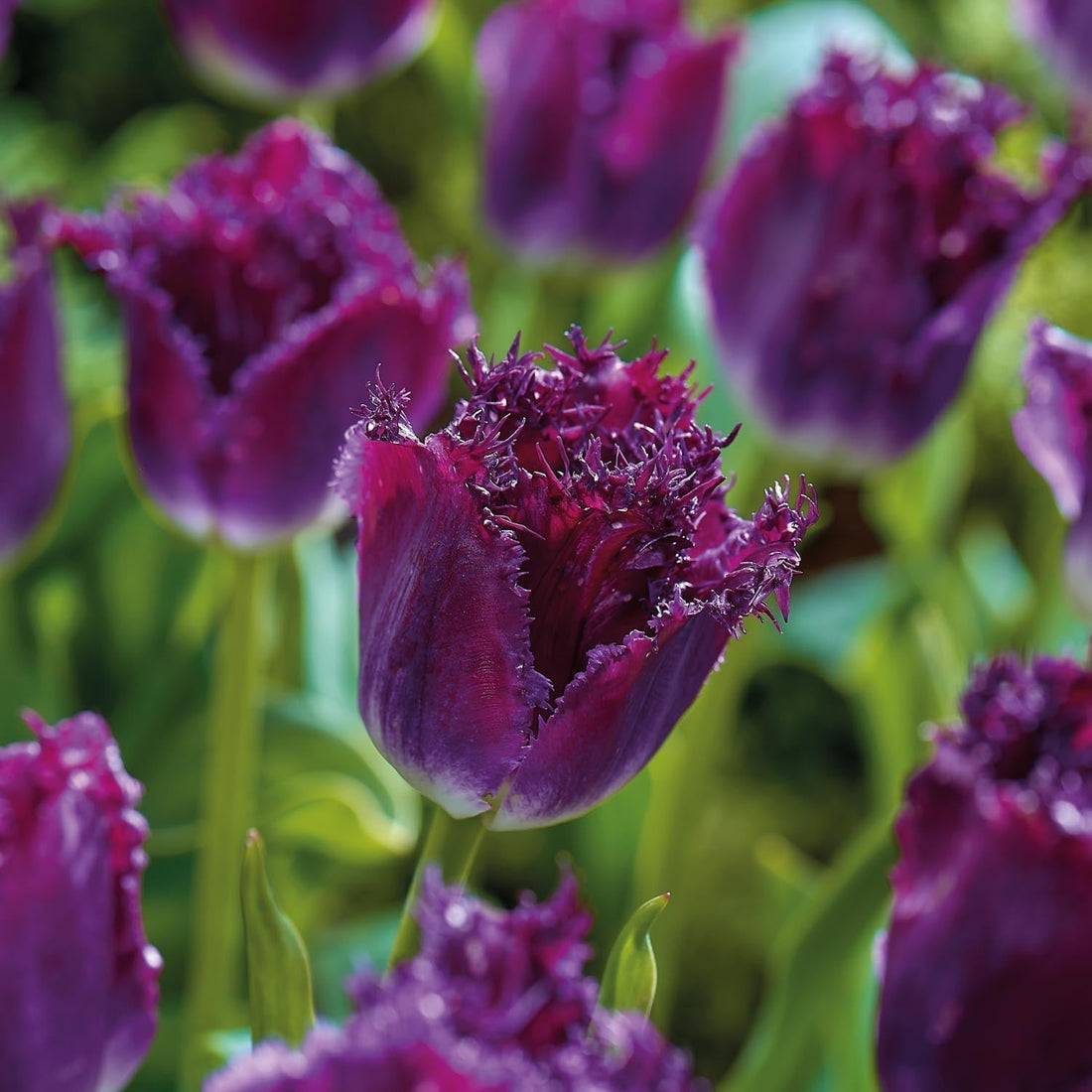 Tulipe 'Purple Crystal'