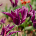 Tulipe 'Purple Doll'