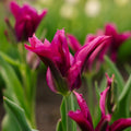 Tulipe 'Purple Doll'