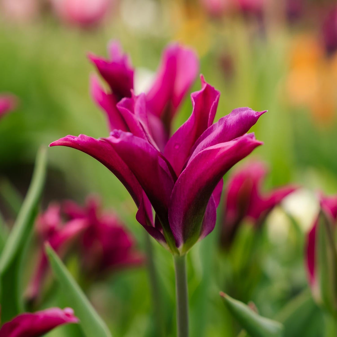 Tulipe 'Purple Doll'