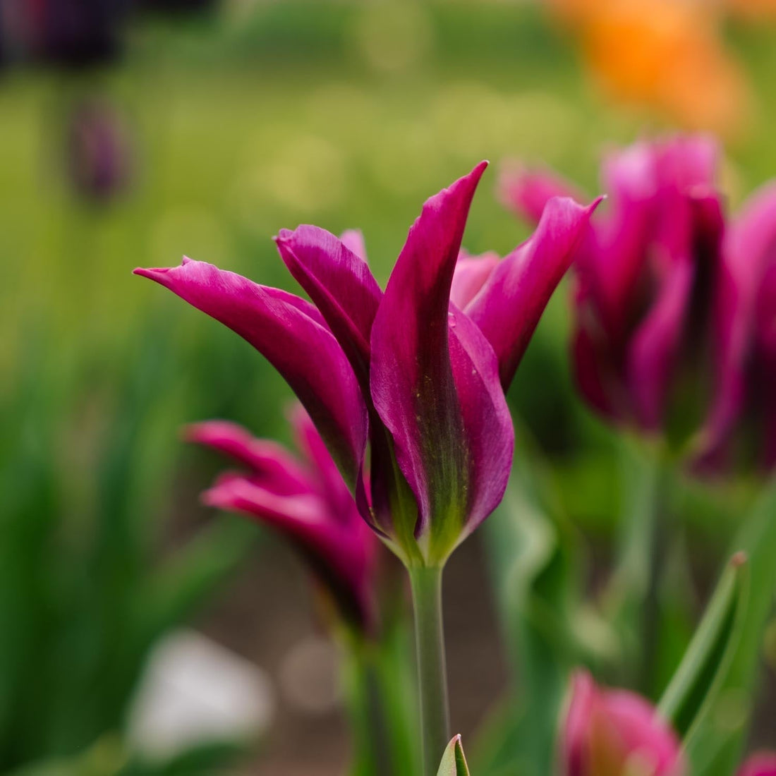 Tulipe 'Purple Doll'