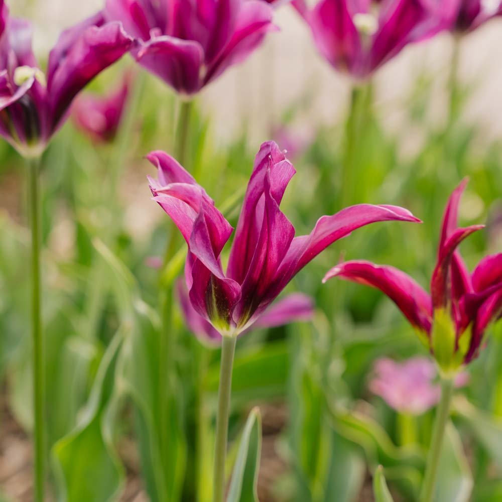 Tulipe 'Purple Doll'