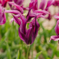 Tulipe 'Purple Doll'