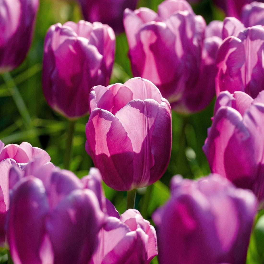 Tulipe 'Purple Flag'