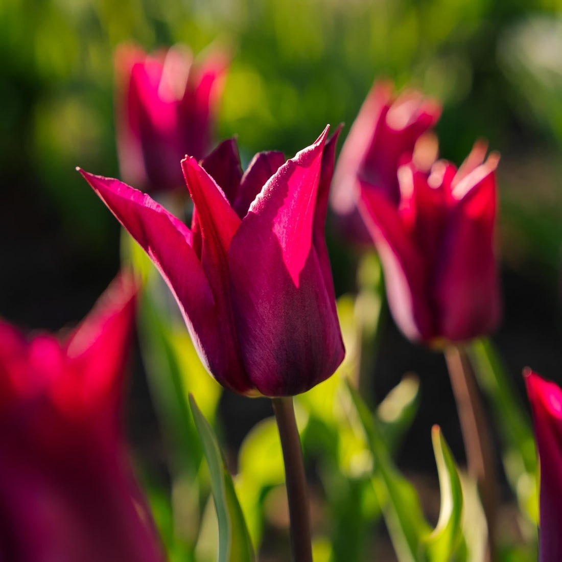 Tulipe 'Purple Heart'