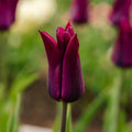 Tulipe 'Purple Heart'