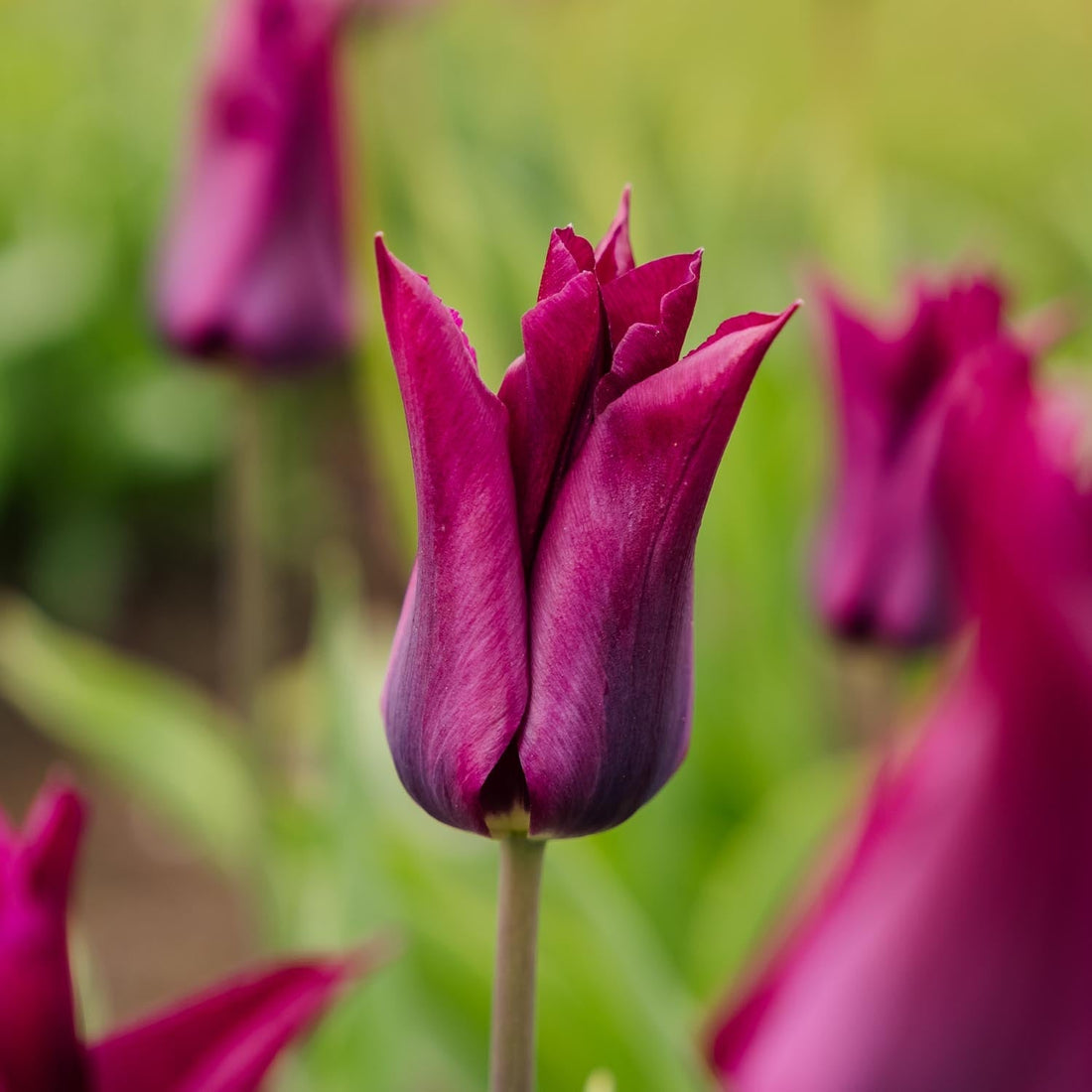 Tulipe 'Purple Heart'
