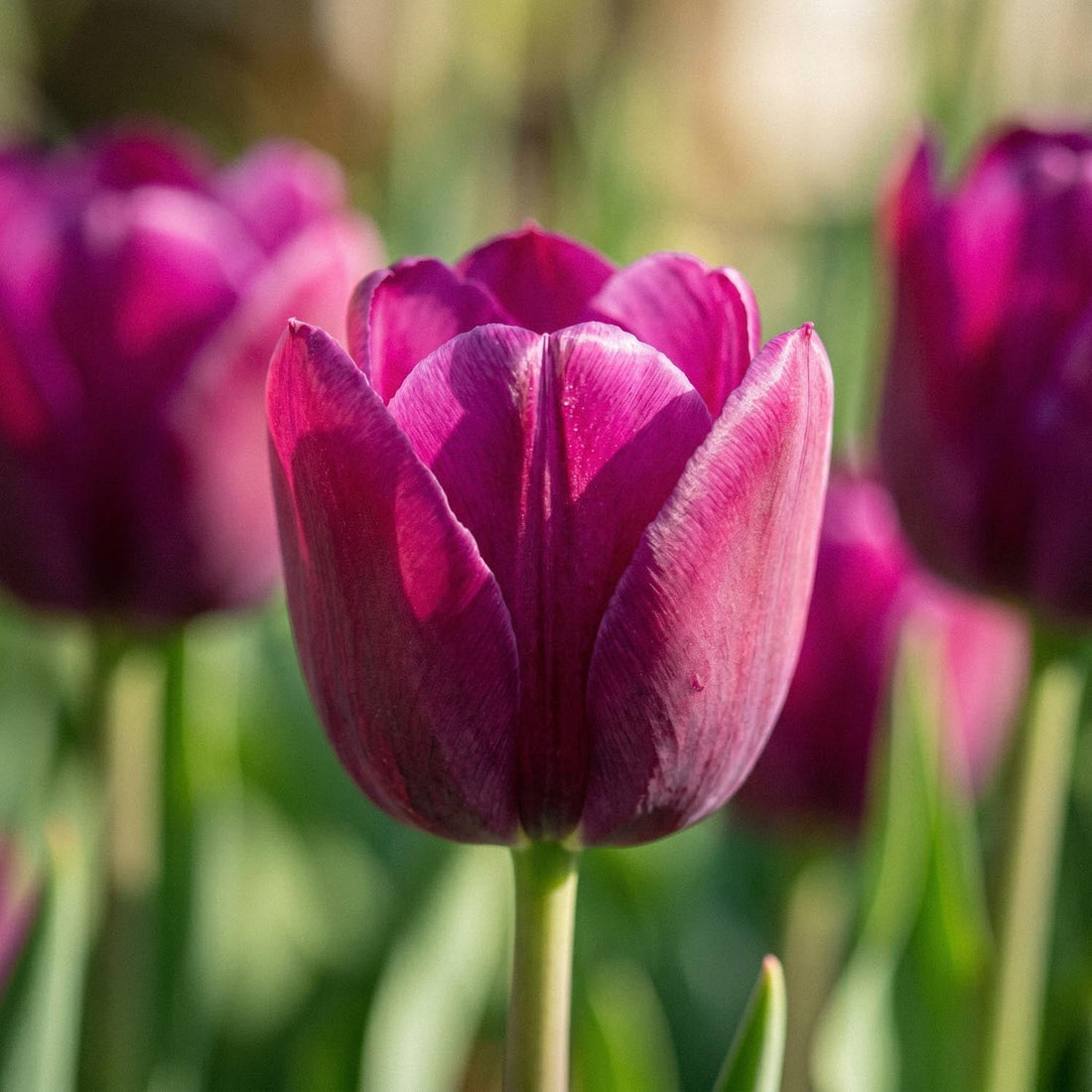 Tulipe 'Purple Lady'