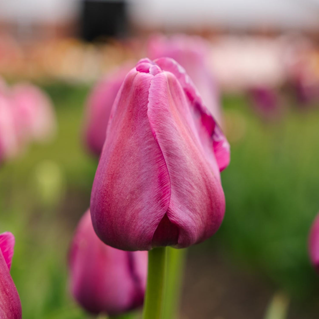 Tulipe 'Purple Pride'