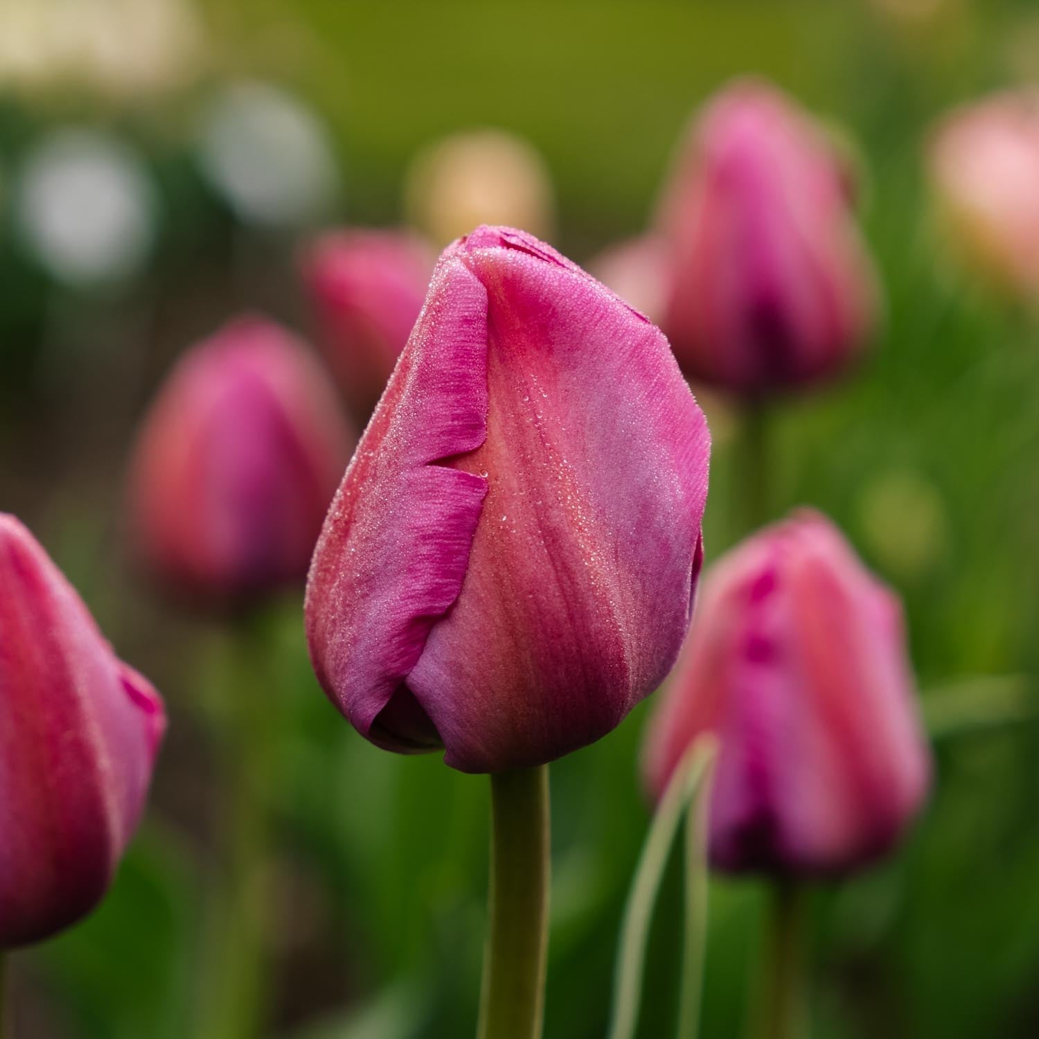 Tulipe 'Purple Pride'