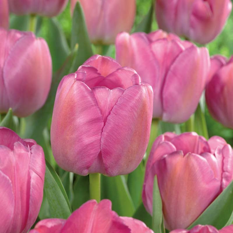 Tulipe 'Purple Pride'