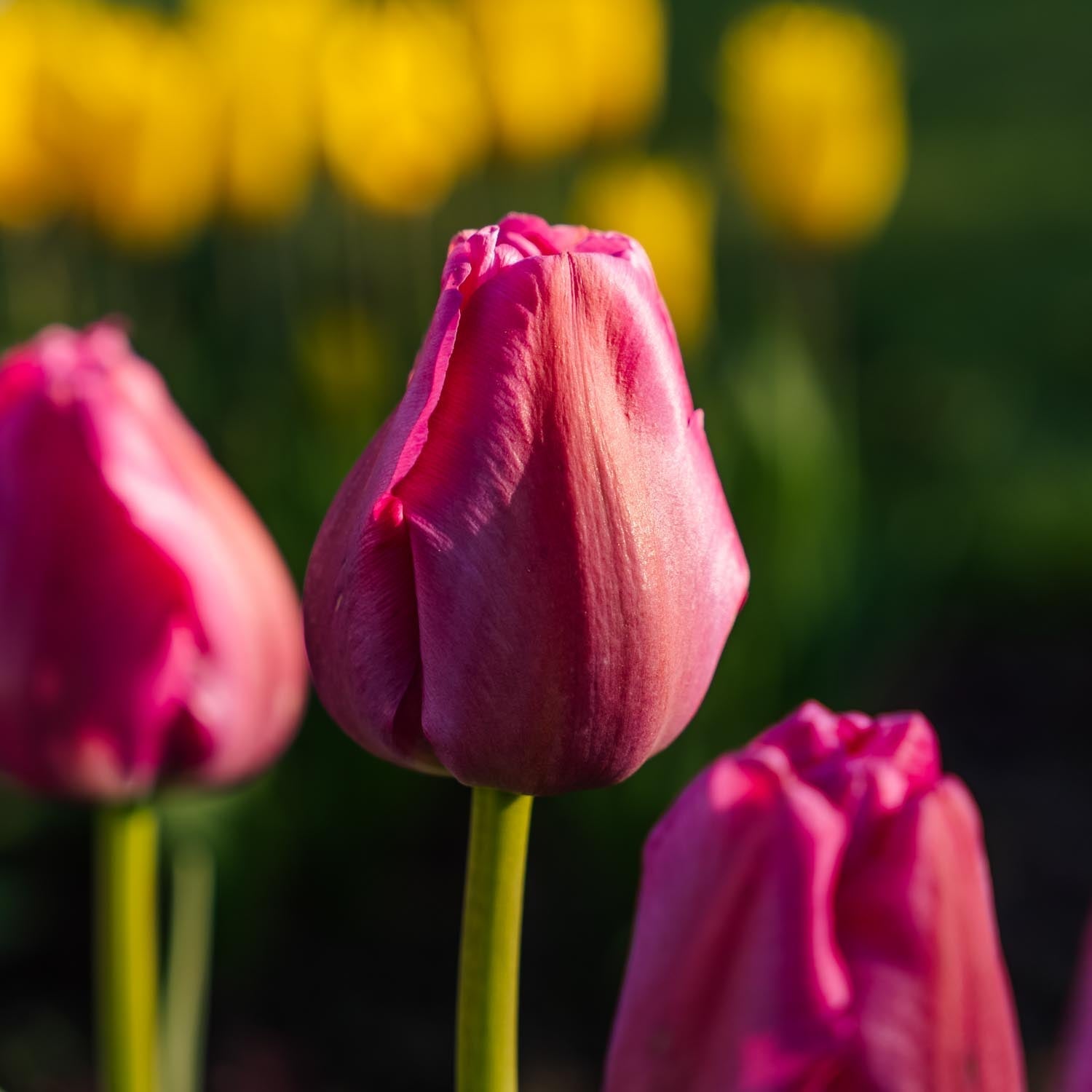 Tulipe 'Purple Pride'