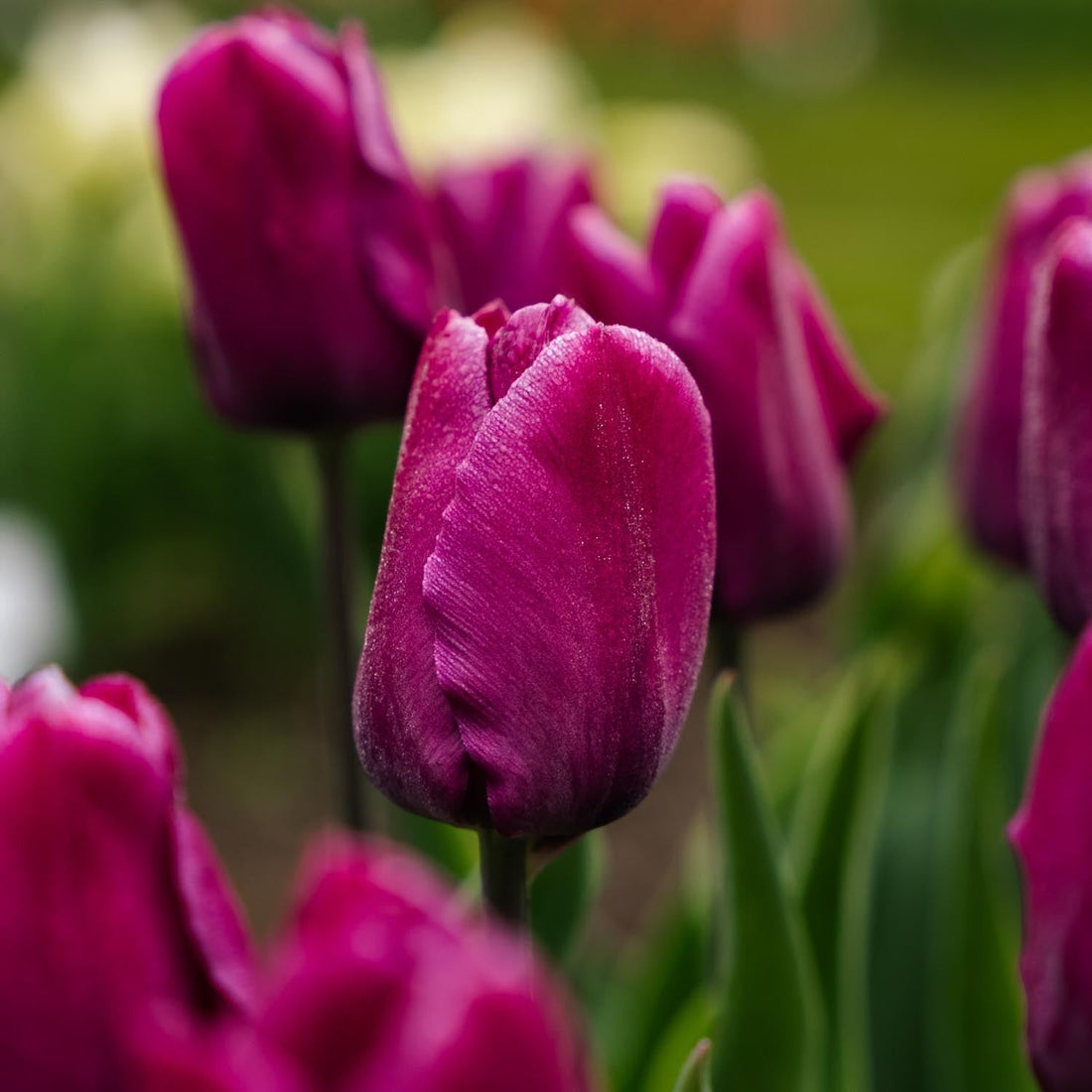 Tulipe 'Purple Prince'